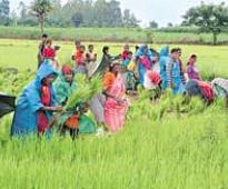 Tenders for Rs 100 crore farmers' health insurance scheme soon